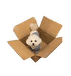 毎日あめちゃん（個別スタンプ：1）