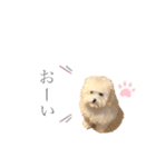 毎日あめちゃん（個別スタンプ：3）