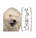 毎日あめちゃん（個別スタンプ：16）