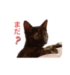 テンちゃんスタンプその3（個別スタンプ：11）