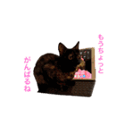 テンちゃんスタンプその3（個別スタンプ：14）