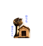 テンちゃんスタンプその3（個別スタンプ：16）