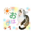 オス猫たち（個別スタンプ：1）