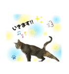 オス猫たち（個別スタンプ：2）