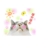 オス猫たち（個別スタンプ：3）