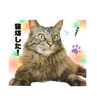 オス猫たち（個別スタンプ：4）