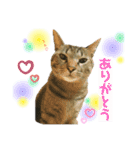 オス猫たち（個別スタンプ：5）
