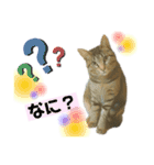 オス猫たち（個別スタンプ：6）