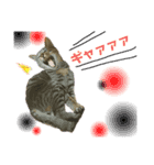 オス猫たち（個別スタンプ：7）