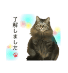 オス猫たち（個別スタンプ：8）
