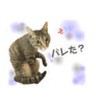 オス猫たち（個別スタンプ：9）
