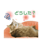 オス猫たち（個別スタンプ：10）