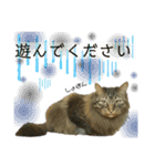 オス猫たち（個別スタンプ：11）