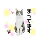 オス猫たち（個別スタンプ：12）