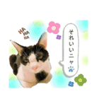 オス猫たち（個別スタンプ：13）