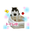 オス猫たち（個別スタンプ：14）