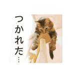 オス猫たち（個別スタンプ：15）