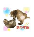 オス猫たち（個別スタンプ：16）