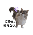 福猫＆花猫〜第6弾〜（個別スタンプ：4）