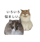 福猫＆花猫〜第6弾〜（個別スタンプ：14）