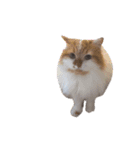 福猫＆花猫〜第6弾〜（個別スタンプ：16）