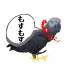 ヨウムのるいちゃんと仲間たち（個別スタンプ：1）