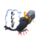 ヨウムのるいちゃんと仲間たち（個別スタンプ：2）