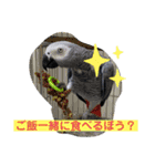 ヨウムのるいちゃんと仲間たち（個別スタンプ：3）