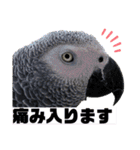 ヨウムのるいちゃんと仲間たち（個別スタンプ：4）