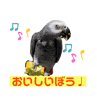 ヨウムのるいちゃんと仲間たち（個別スタンプ：5）