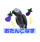 ヨウムのるいちゃんと仲間たち（個別スタンプ：8）
