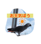 ヨウムのるいちゃんと仲間たち（個別スタンプ：9）