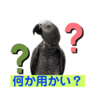 ヨウムのるいちゃんと仲間たち（個別スタンプ：10）