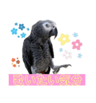 ヨウムのるいちゃんと仲間たち（個別スタンプ：11）