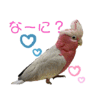 ヨウムのるいちゃんと仲間たち（個別スタンプ：12）