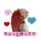 ヨウムのるいちゃんと仲間たち（個別スタンプ：13）