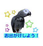 ヨウムのるいちゃんと仲間たち（個別スタンプ：14）