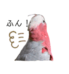 ヨウムのるいちゃんと仲間たち（個別スタンプ：15）