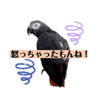 ヨウムのるいちゃんと仲間たち（個別スタンプ：16）