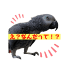 ヨウムのるいちゃんと仲間たち（個別スタンプ：17）