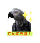 ヨウムのるいちゃんと仲間たち（個別スタンプ：18）