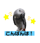 ヨウムのるいちゃんと仲間たち（個別スタンプ：19）