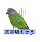 ヨウムのるいちゃんと仲間たち（個別スタンプ：21）