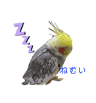 ヨウムのるいちゃんと仲間たち（個別スタンプ：22）