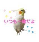 ヨウムのるいちゃんと仲間たち（個別スタンプ：24）