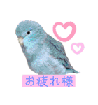 ヨウムのるいちゃんと仲間たち（個別スタンプ：26）