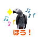 ヨウムのるいちゃんと仲間たち（個別スタンプ：27）