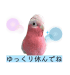 ヨウムのるいちゃんと仲間たち（個別スタンプ：28）