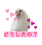 ヨウムのるいちゃんと仲間たち（個別スタンプ：29）