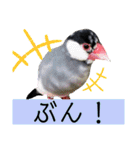 ヨウムのるいちゃんと仲間たち（個別スタンプ：30）